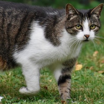 Cat prowling across grass